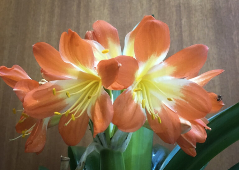 Clivia in flower, from the Valewood collection