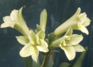 Interspecific clivia hybrid in flower, from the Valewood collection
