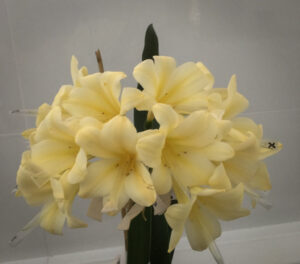 Clivia in flower, from the Valewood collection