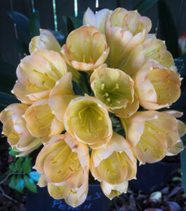 Peach clivia in flower, from the Valewood collection