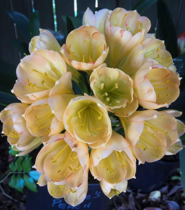 Peach clivia in flower, from the Valewood collection