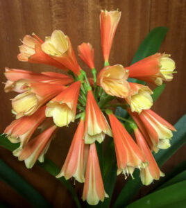 Interspecific clivia hybrid in flower, from the Valewood collection