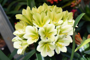 Green-flowered clivia in flower, from the Valewood collection