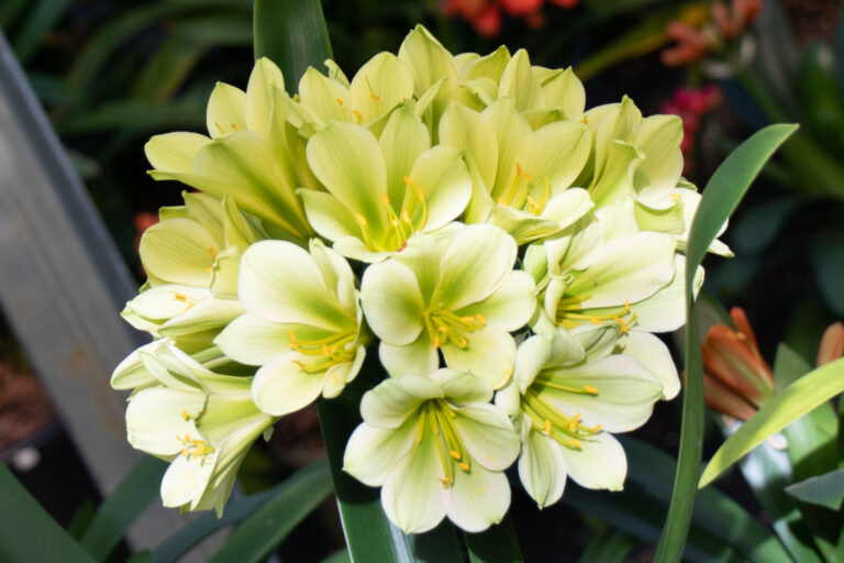Green-flowered clivia in flower, from the Valewood collection
