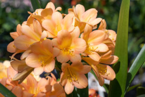 Peach clivia in flower, from the Valewood collection