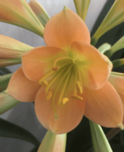 Close-up of a clivia flower from the Valewood collection