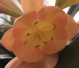 Close-up of a clivia flower from the Valewood collection