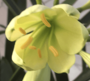 Close-up of a clivia flower from the Valewood collection