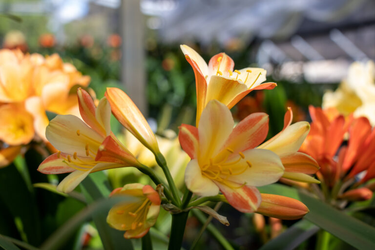 Bi-colour clivia in flower, from the Valewood collection