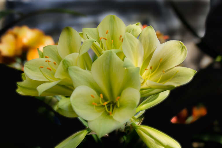 Green-flowered clivia in flower, from the Valewood collection