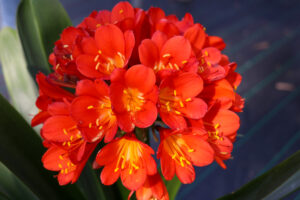 Red clivia in flower, from the Valewood collection