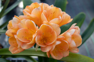 Peach clivia in flower, from the Valewood collection