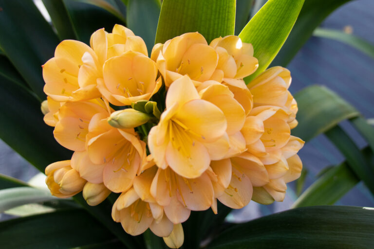 Peach clivia in flower, from the Valewood collection