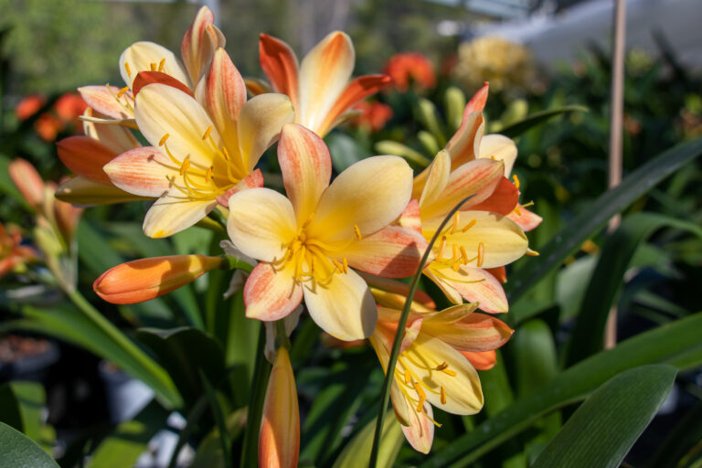 Bi-colour clivia in flower, from the Valewood collection