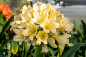 Yellow clivia in flower, from the Valewood collection