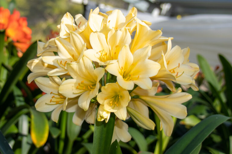 Yellow clivia in flower, from the Valewood collection