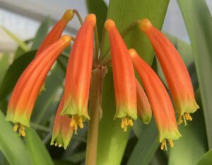 Interspecific clivia hybrid in flower, from the Valewood collection