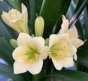 Green-flowered clivia in flower, from the Valewood collection