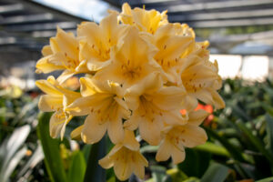 Yellow clivia in flower, from the Valewood collection