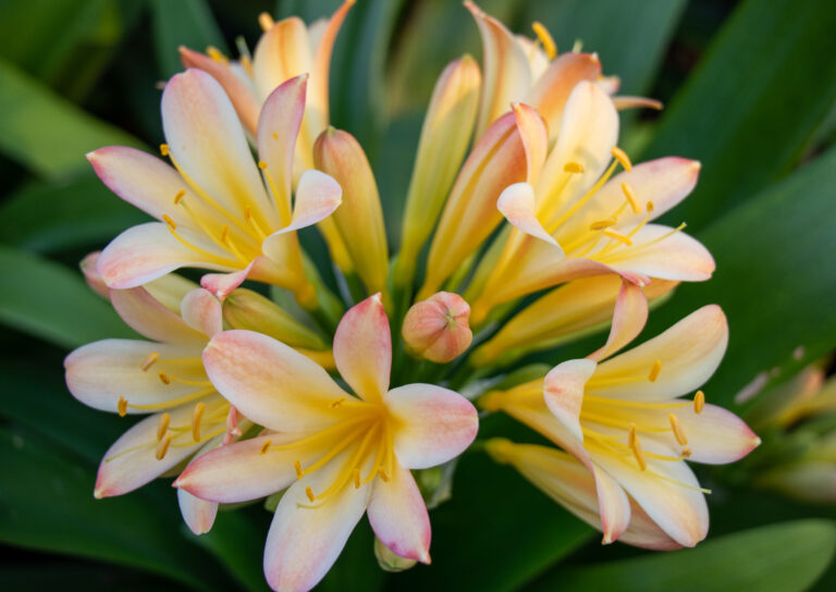 Clivia in flower, from the Valewood collection