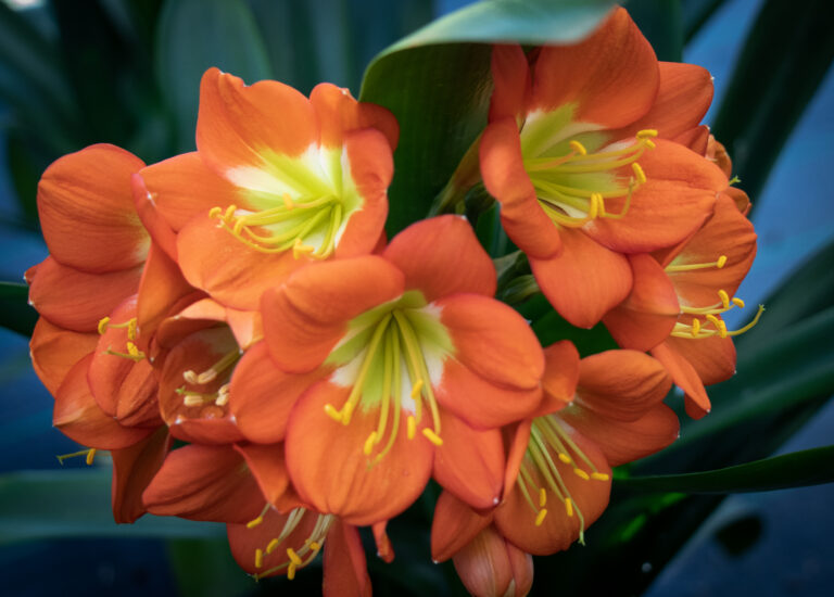 Bronze clivia in flower, from the Valewood collection