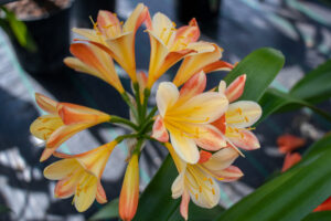 Bi-colour clivia in flower, from the Valewood collection