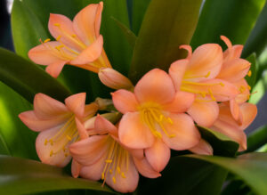 Clivia in flower, from the Valewood collection