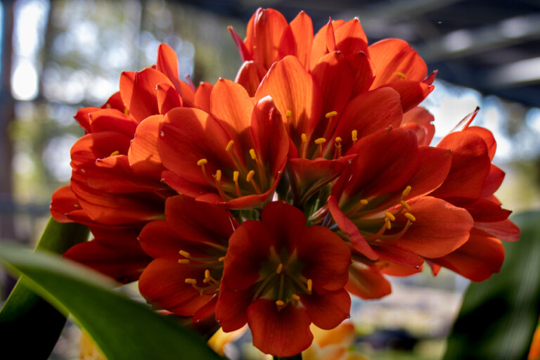 Bronze clivia in flower, from the Valewood collection