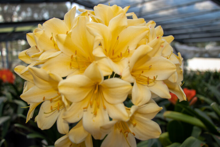 Yellow clivia in flower, from the Valewood collection