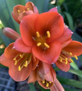 Bronze clivia in flower, from the Valewood collection
