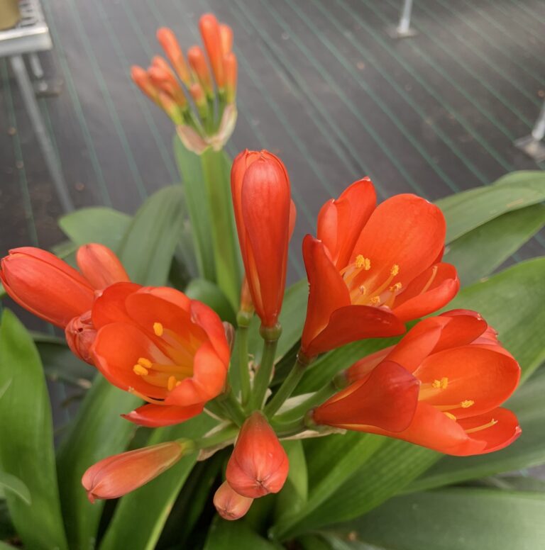 Red clivia in flower, from the Valewood collection