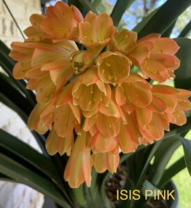 Pink clivia in flower, from the Valewood collection