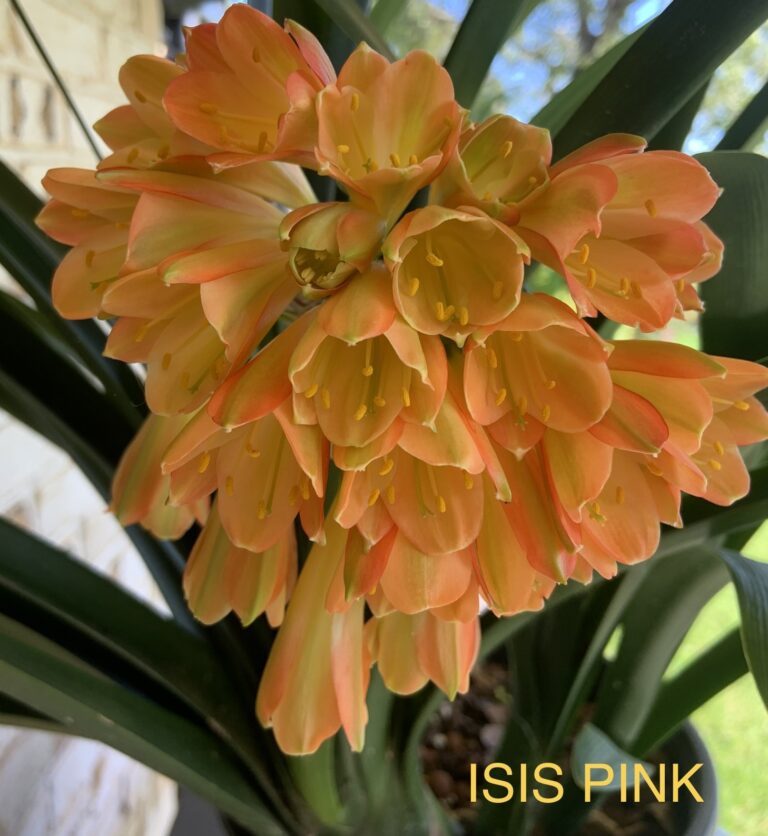Pink clivia in flower, from the Valewood collection