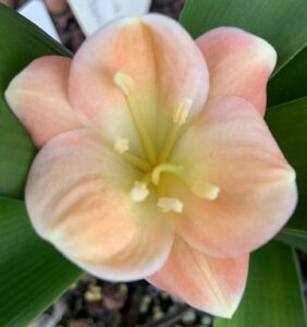 Close-up of a clivia flower from the Valewood collection