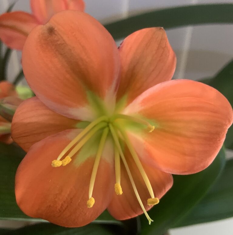 Close-up of a clivia flower from the Valewood collection