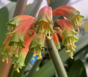 Interspecific clivia hybrid in flower, from the Valewood collection