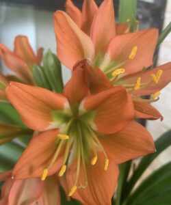 Bronze clivia in flower, from the Valewood collection