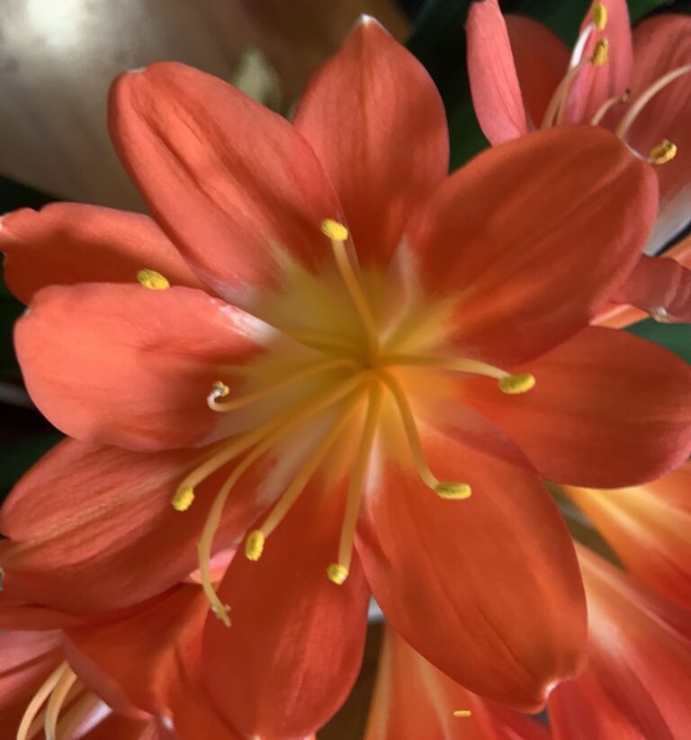 Close-up of a clivia flower from the Valewood collection