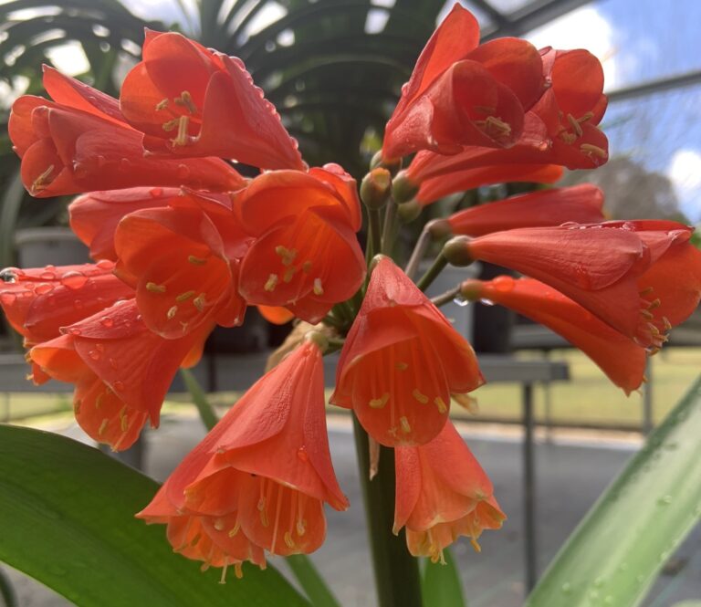 Interspecific clivia hybrid in flower, from the Valewood collection