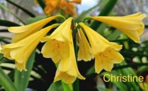 Interspecific clivia hybrid in flower, from the Valewood collection