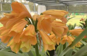 Interspecific clivia hybrid in flower, from the Valewood collection