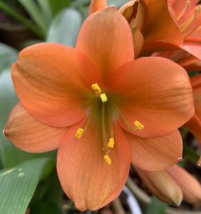 Close-up of a clivia flower from the Valewood collection
