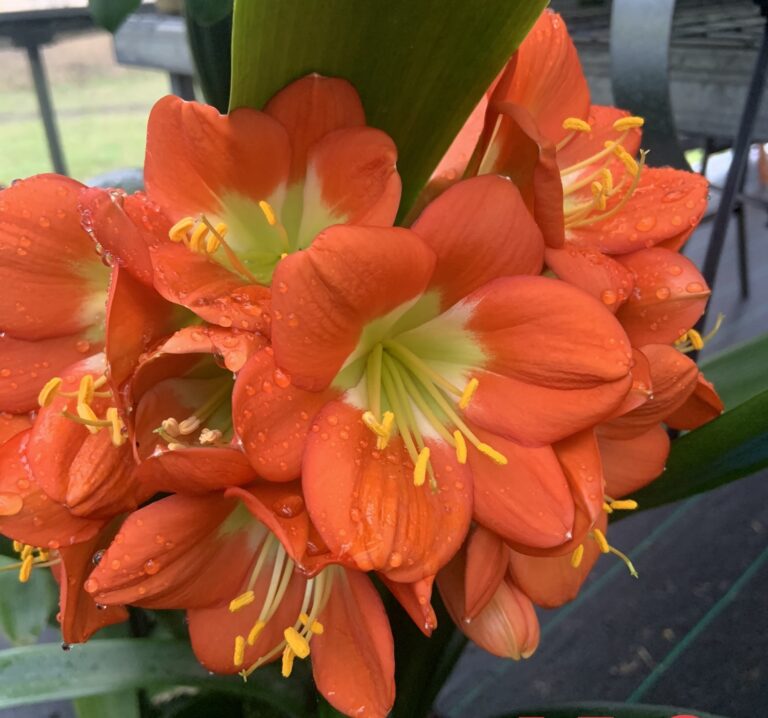 Orange clivia in flower, from the Valewood collection