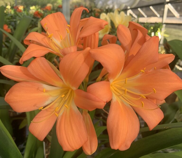 Orange clivia in flower, from the Valewood collection