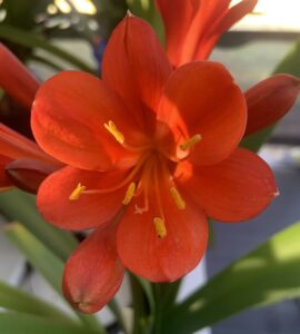 Red clivia in flower, from the Valewood collection