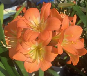 Orange clivia in flower, from the Valewood collection