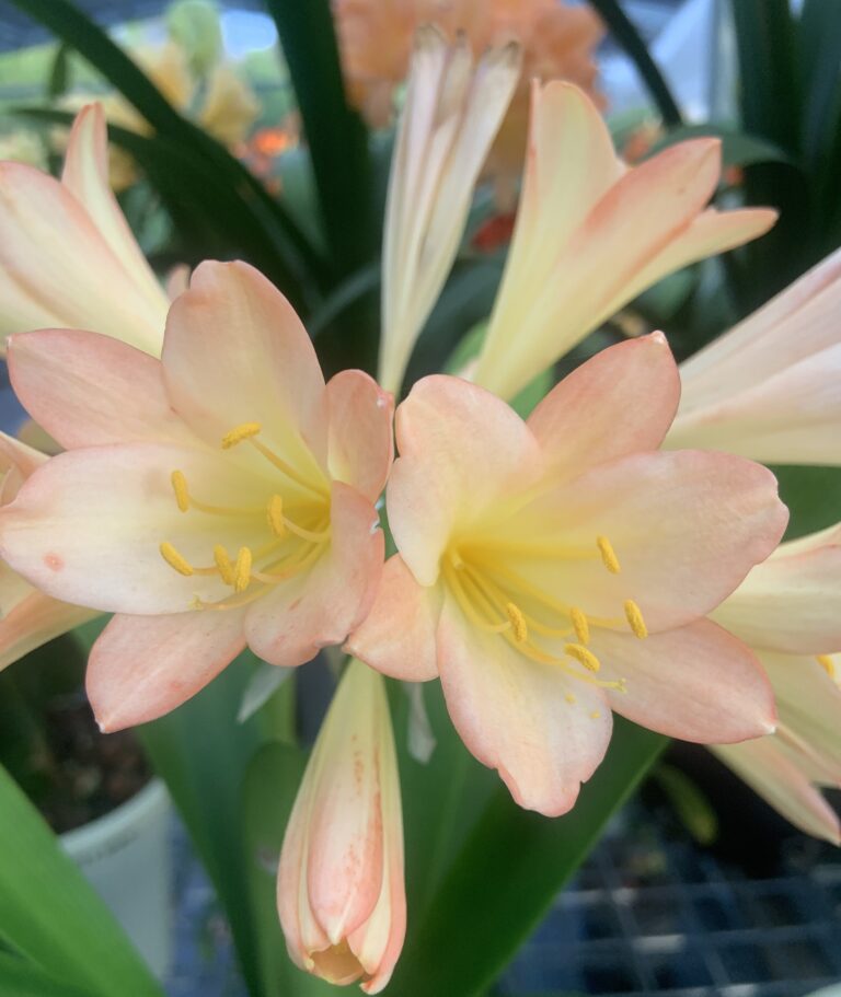 Pink clivia in flower, from the Valewood collection