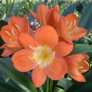 Orange clivia in flower, from the Valewood collection