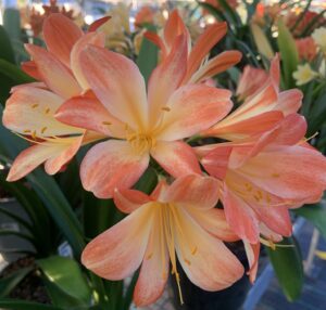 Clivia in flower, from the Valewood collection
