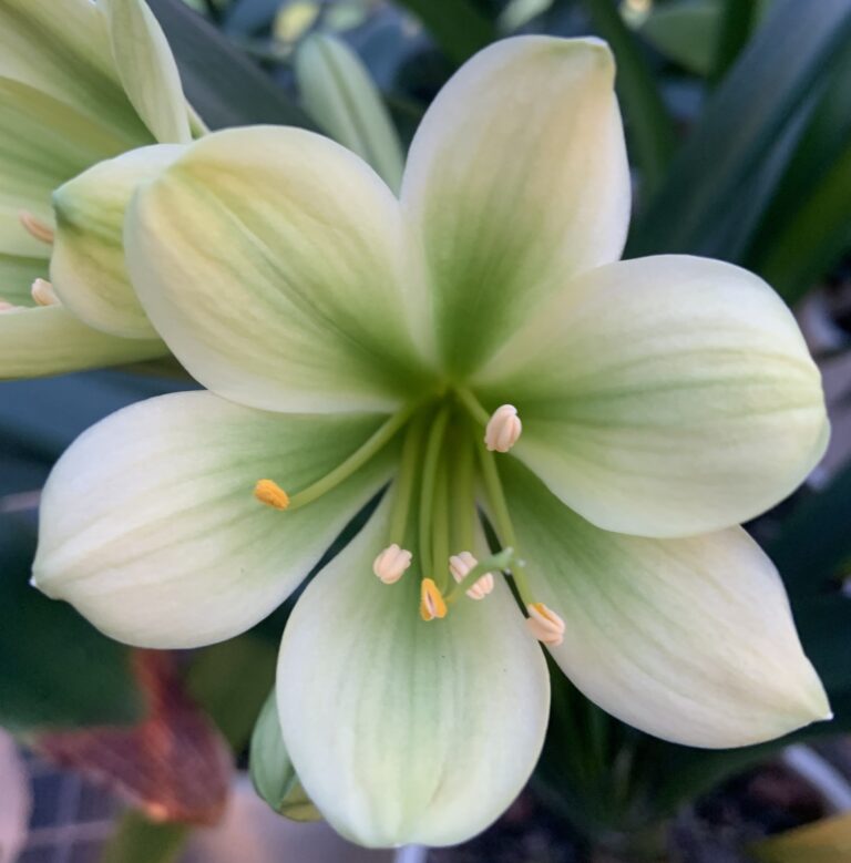 Close-up of a clivia flower from the Valewood collection
